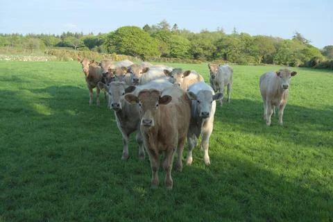 Group of Cows in V Formation Facing Camera - Green Field in Wales - Stock Photo Stock Photos