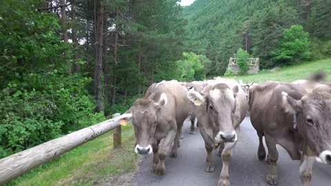 Group of cows walking along the mountain road during transhumance 動画素材 144559039