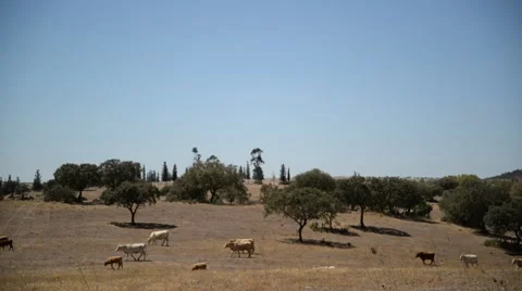 Group of cows walking on dry landscape. Video stock 49000551