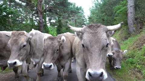 Group of cows walking on the road during transhumance 動画素材 144559052