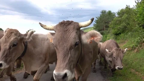 Group of cows walking on the road during transhumance 動画素材 144559053