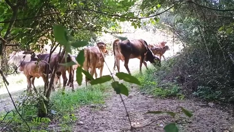 A group of cows walking on a rural road Stock Footage 305198112