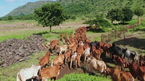 Group of cows walking towards hill Stock Footage 135739491