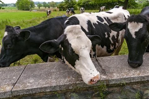 Group of Cows While Grazing Came Up to Wall for a Close Up on a Spring Day Stock Photos