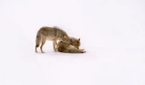 A group of coyotes stop to play and interact with each other after an unsucce Stock Photos