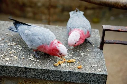 Group of cpink and grey parrot galah cockatoo eating seeds from a human hand Foto stock
