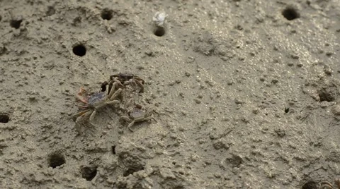 A Group of Crab Walking Out From Their Hole On Wet Muddy Swamp Stock Footage 52129069