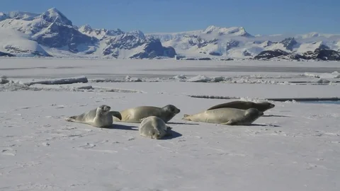Group of crabeater seals lying on ice in Antarctica Video stock 71294964