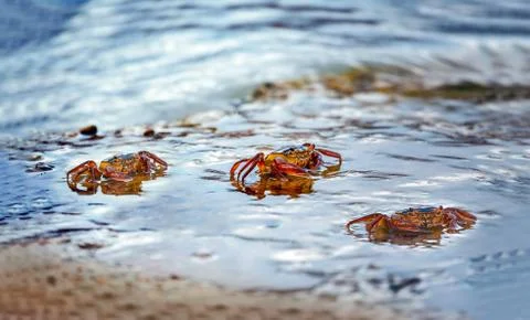 Group of crabs Stock Photos