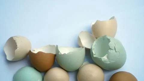 Group of Cracking Colorful Eggshells in Pastel Blue and Brown on White Back.. Stockfoto's
