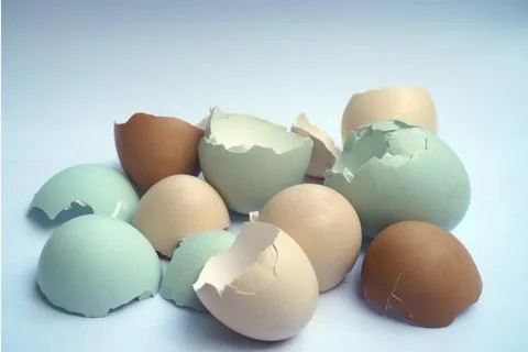 Group of Cracking Colorful Eggshells in Pastel Blue and Brown on White Back.. Stockfoto's