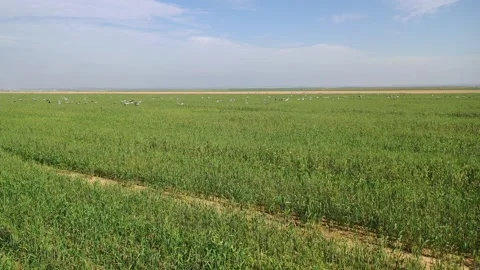 A group of Crane birds in the field Stock Footage 171870817