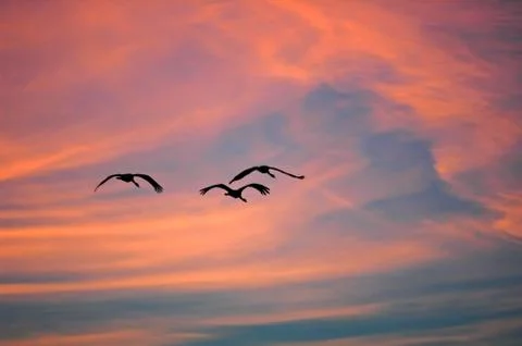 Group of cranes flying back light at sunset with orange and blue colors Stock Photos
