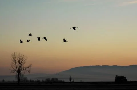Group of cranes flying backlight at sunset Stock Photos