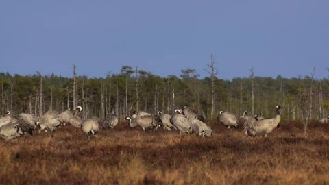 A group of cranes Grus grus feeds and rests in the marsh during spring migration Stock Footage 229235504