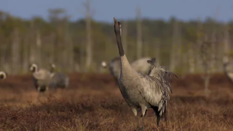 A group of cranes Grus grus feeds and rests in the marsh during spring migration Stock Footage 229235544