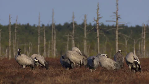 A group of cranes Grus grus feeds and rests in the marsh during spring migration Stock Footage 229235597