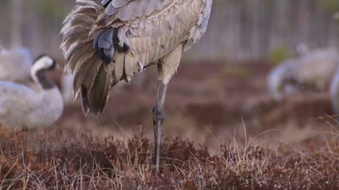 A group of cranes Grus grus feeds and rests in the marsh during spring migration Stock Footage 229729590