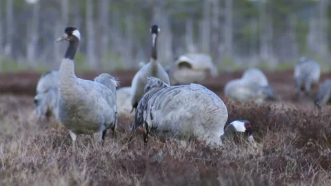 A group of cranes Grus grus feeds and rests in the marsh during migration. Stock Footage 231688431