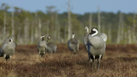A group of cranes Grus grus feeds and rests in the marsh during spring migration Stock Footage 231688526