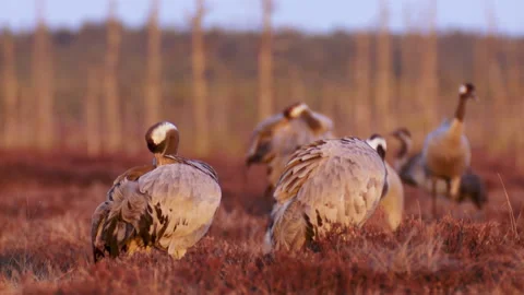 A group of cranes Grus grus feeds and rests in the marsh during spring migration Stock Footage 233592845