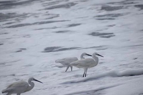 A group of cranes Stock Photos