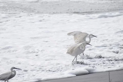 A group of cranes Stock Photos