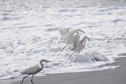 A group of cranes Stock Photos
