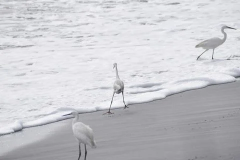 A group of cranes Stock Photos