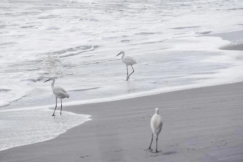 A group of cranes Stock Photos