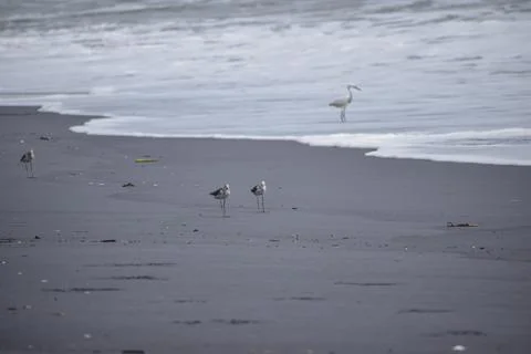 Group of cranes standing at beach Stock Photos