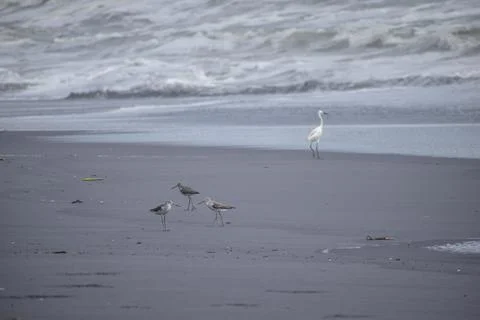 Group of cranes standing at beach Stock Photos