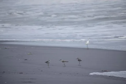 Group of cranes standing at beach Stock Photos
