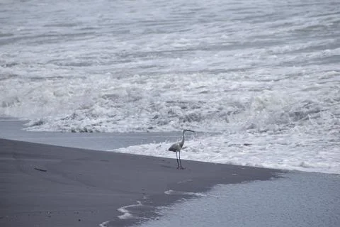 Group of cranes standing at beach Stock Photos