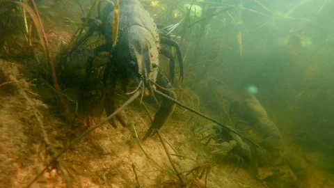 Group of Crayfish Filtering Water; Huge Crayfish Video stock 103812806
