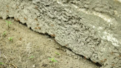 A group of crazy ant 스톡 동영상 111498431