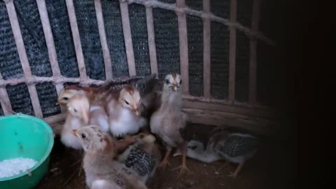 A group of cream-colored chicks with brown markings in a bamboo enclosure. Stock Footage 303876731