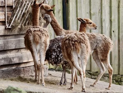 Group of creatures progresses along rustic fencelined pathway demonstrating.. Фото
