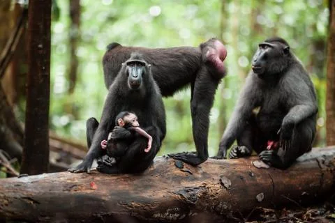 A group of Crested black macaques having a leisure time in the jungle of Stock Photos