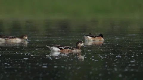 Group of Creston ducks swimming through a peaceful lagoon at sunset Stock Footage 283014752