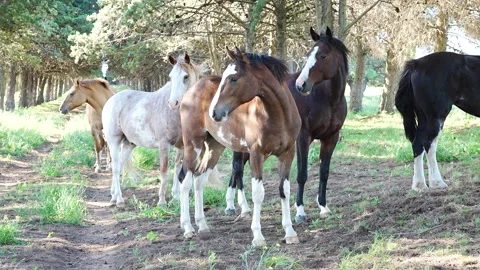 A group of criollo horses between trees looking curious Stock Footage 345619718