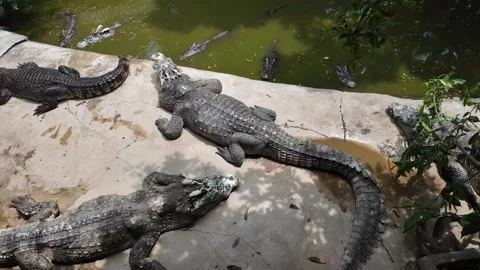 Group crocodile lying down in shadow on shore. Vidéo 289920445