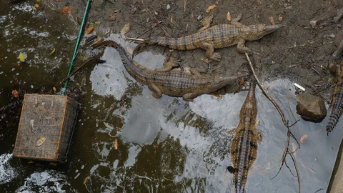 A group of crocodiles from above in Australia Stock Footage 98312231