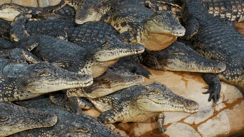 Group of crocodiles, dangerous predator animals reptiles Stock Footage 103547181