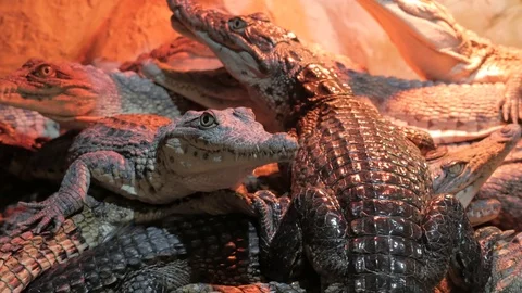Group of crocodiles, dangerous predator animals reptiles Stock Footage 106842718