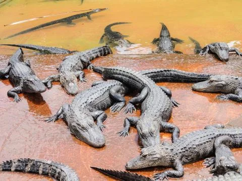 Group of crocodiles Stock Photos