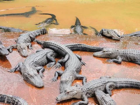 Group of crocodiles Stock Photos