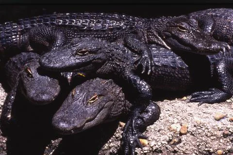 A Group Of Crocodiles Stock Photos