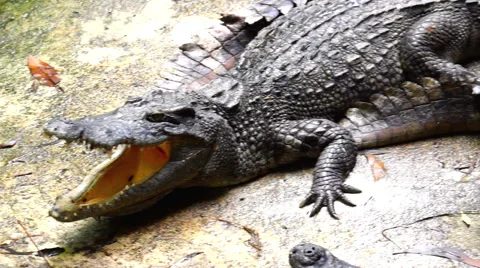 Group of Crocodiles Relaxing Together. Vídeos de archivo 61380941