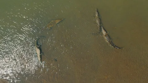 Group of crocodiles rest in shallow water of Tarcoles River bank in Costa Rica Vídeo Stock 344709466